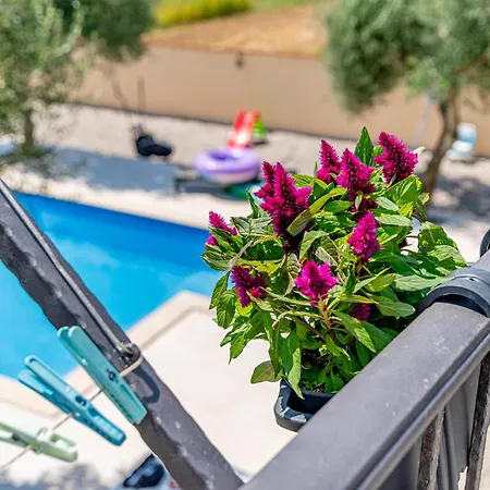 Olive Grove House *